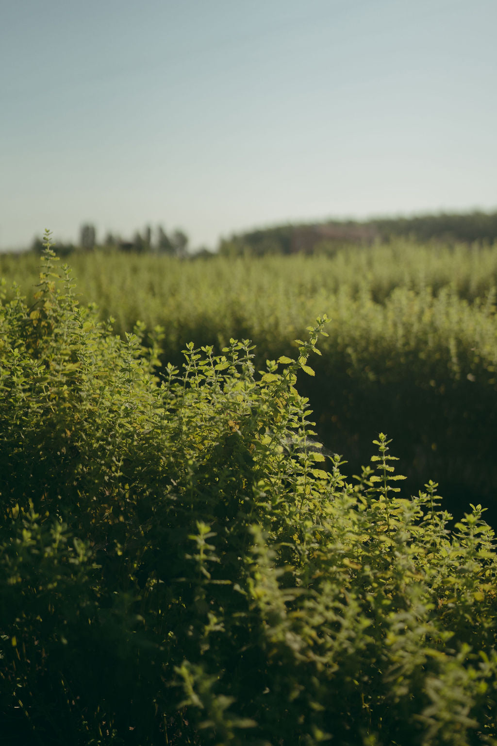 Melissa officinalis – olio essenziale di melissa Antica Posta Officinali