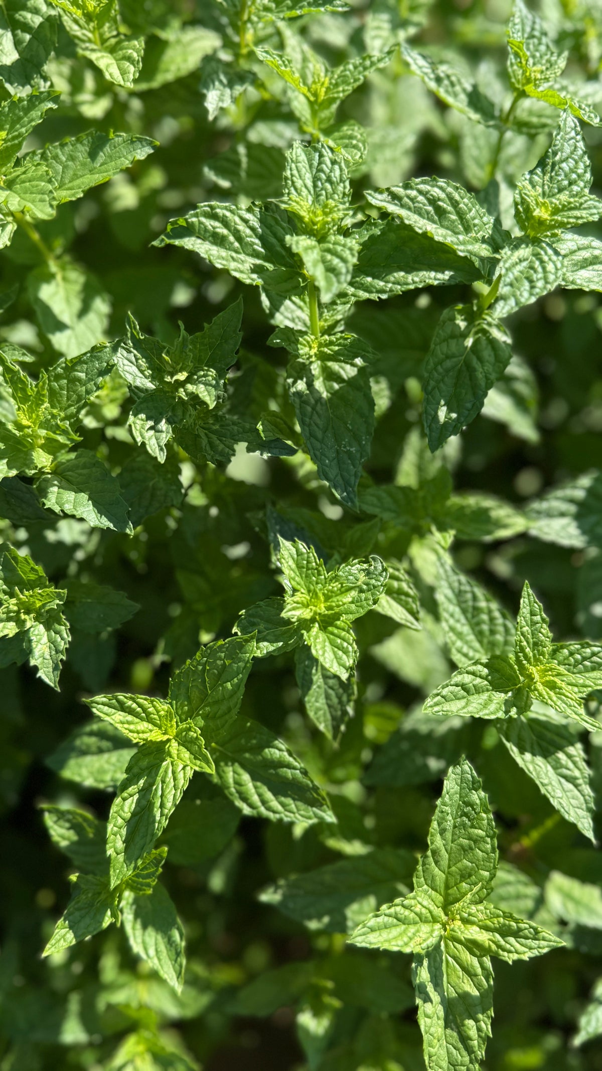 Menta spicata – olio essenziale di menta spicata Antica Posta Officinali