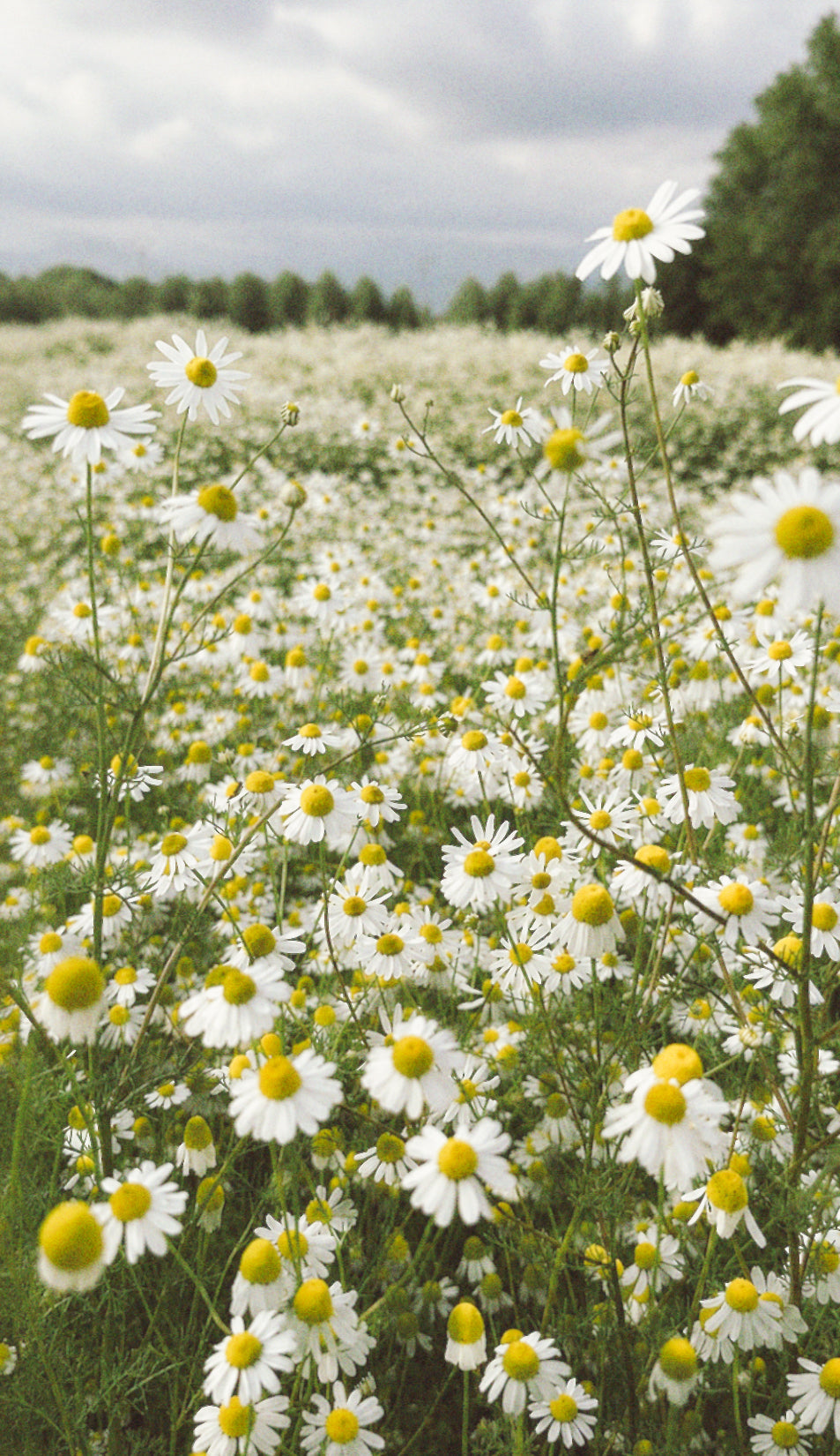 Camomilla matricaria – olio essenziale di camomilla Antica Posta Officinali