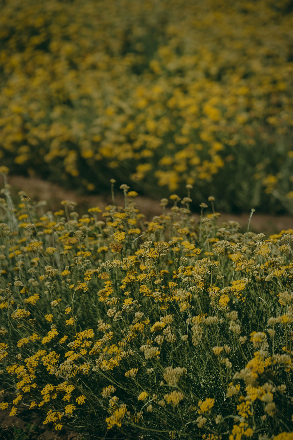 Olio essenziale di elicriso Antica Posta Officinali – foto ambientata